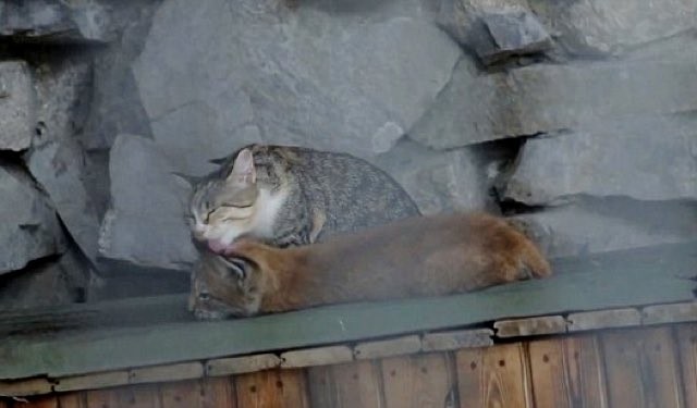 オオヤマネコを舐める猫