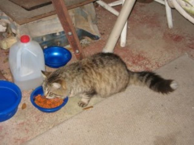 ご飯を食べる猫