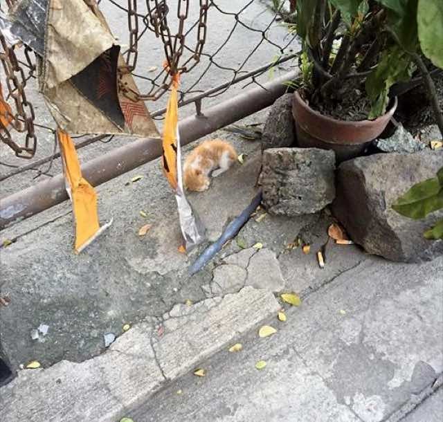 フェンスの下の子猫