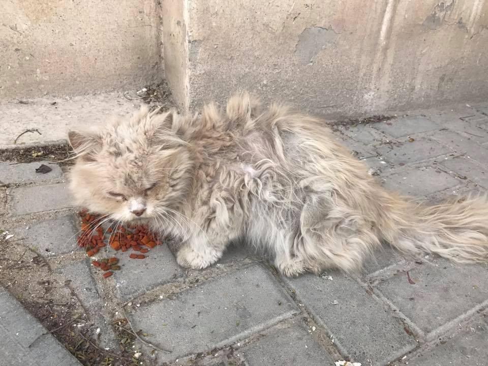 ご飯を食べる猫