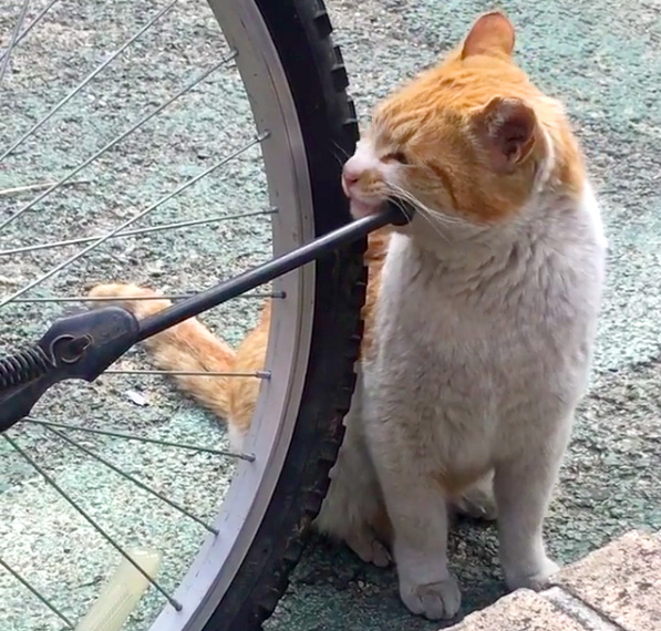 幸せそうな猫