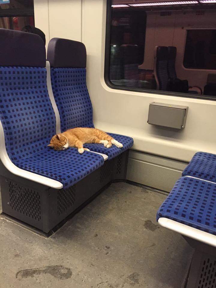 地下鉄の猫