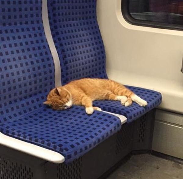 座席で眠る猫