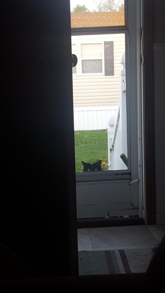 家の中を覗く猫