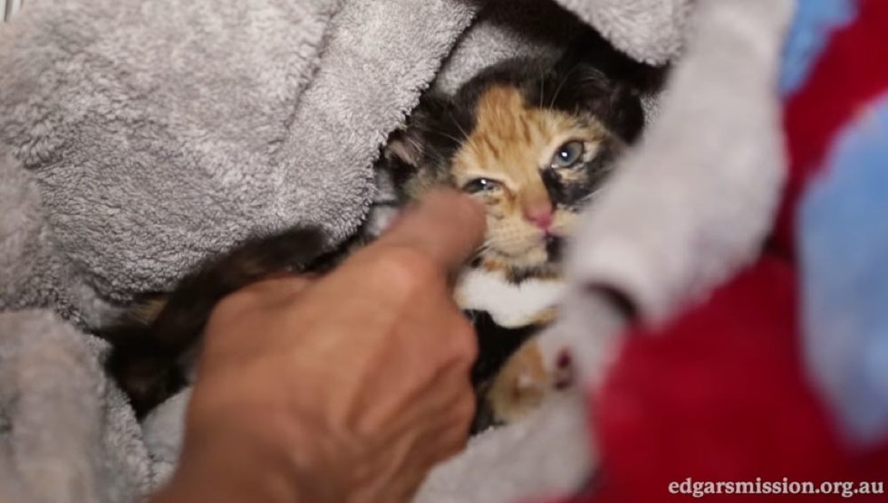 助け出された子猫