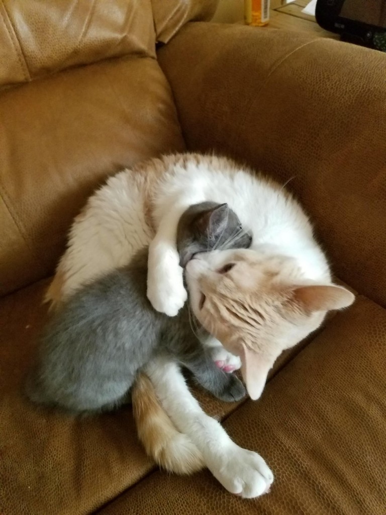 抱きしめる子猫と猫