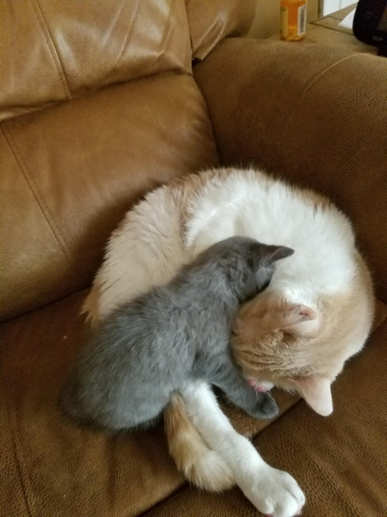 ソファーの上の子猫と猫