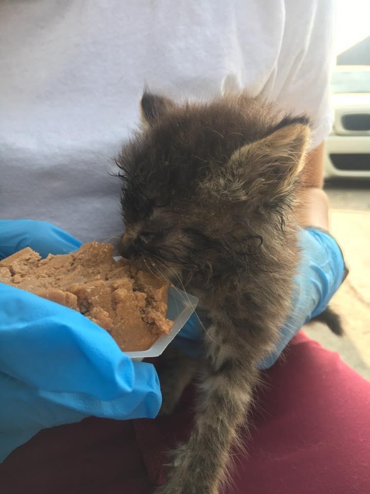 ご飯を食べる子猫