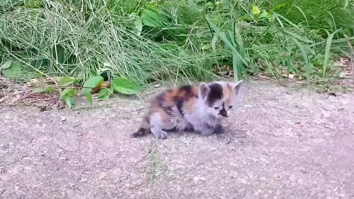 野良の子猫