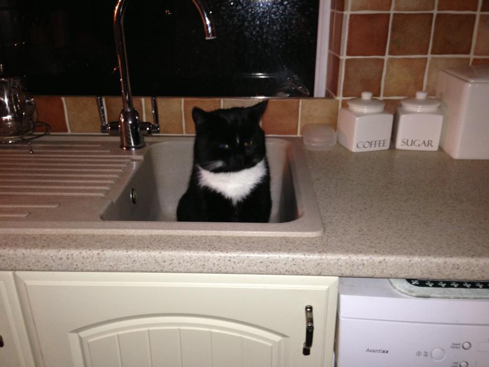 キッチン猫
