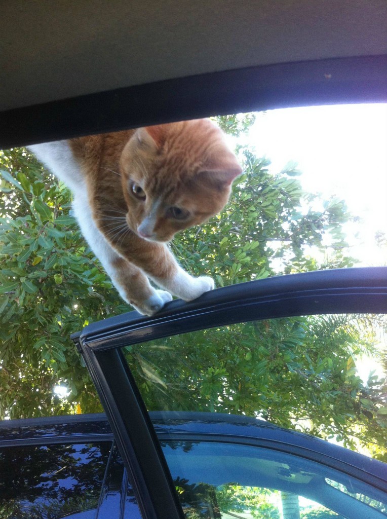 車の猫