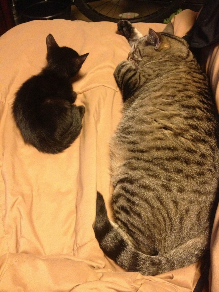 一緒に眠る子猫と猫