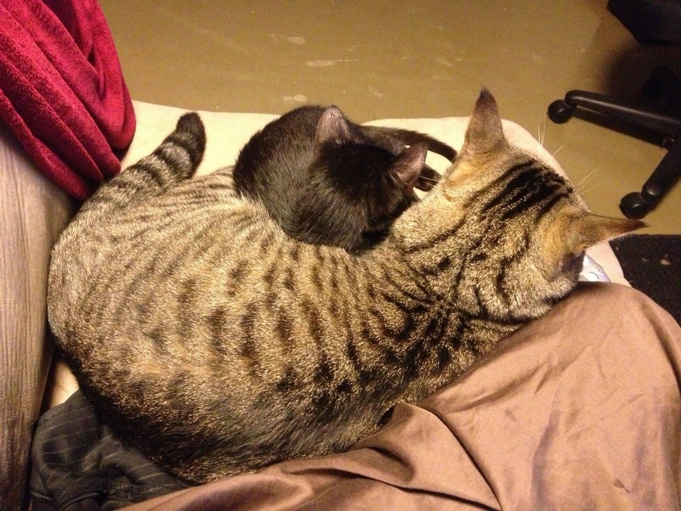 一緒に眠る子猫と猫