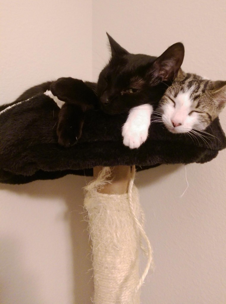 一緒に眠る猫と子猫