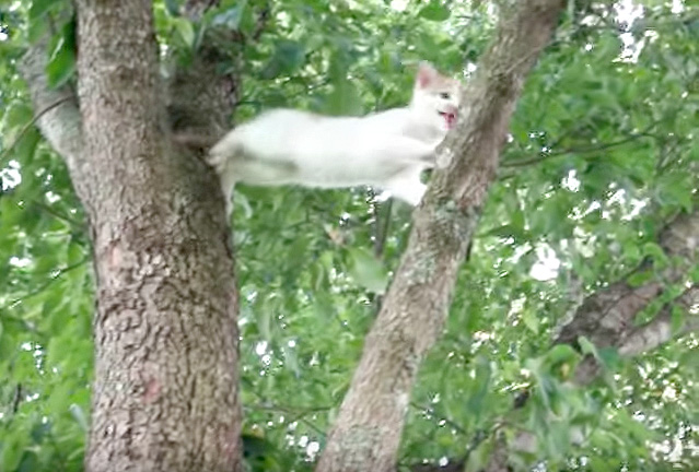 木から降りられなくなった子猫