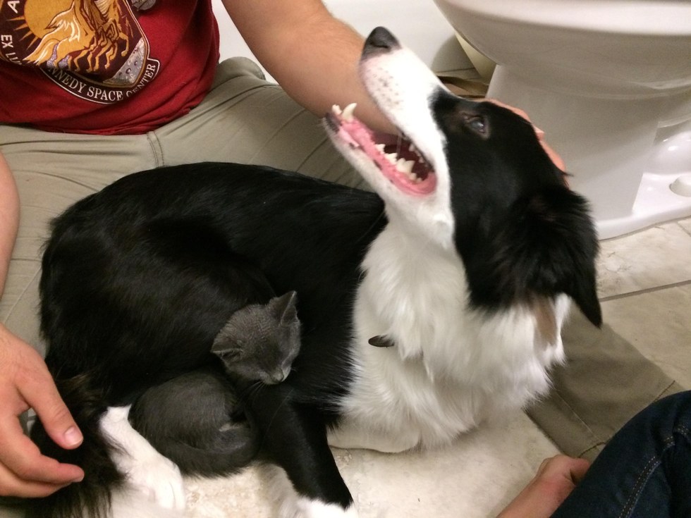 犬と子猫