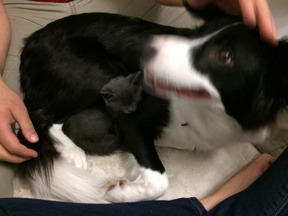 仲良しな犬と子猫