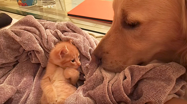 犬が気になる子猫