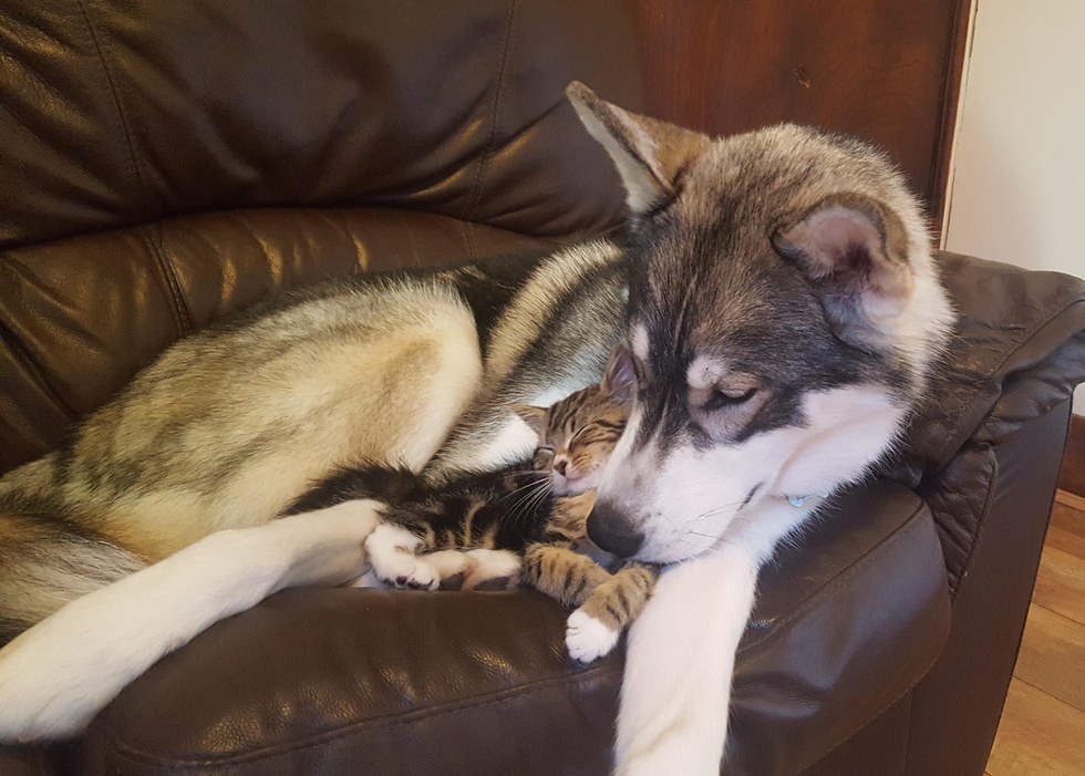 犬と子猫