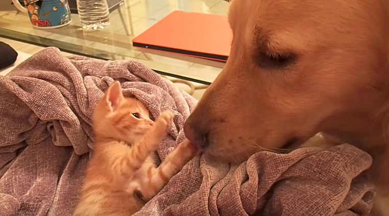 犬の鼻を触る子猫