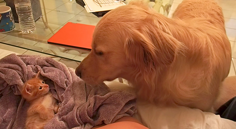 見つめ合う犬と子猫