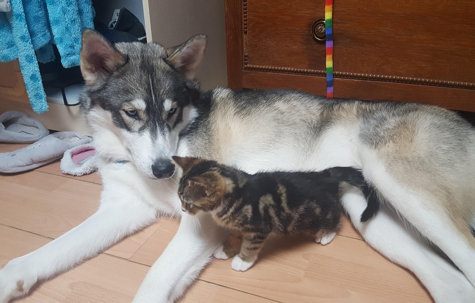 仲良しな犬と子猫