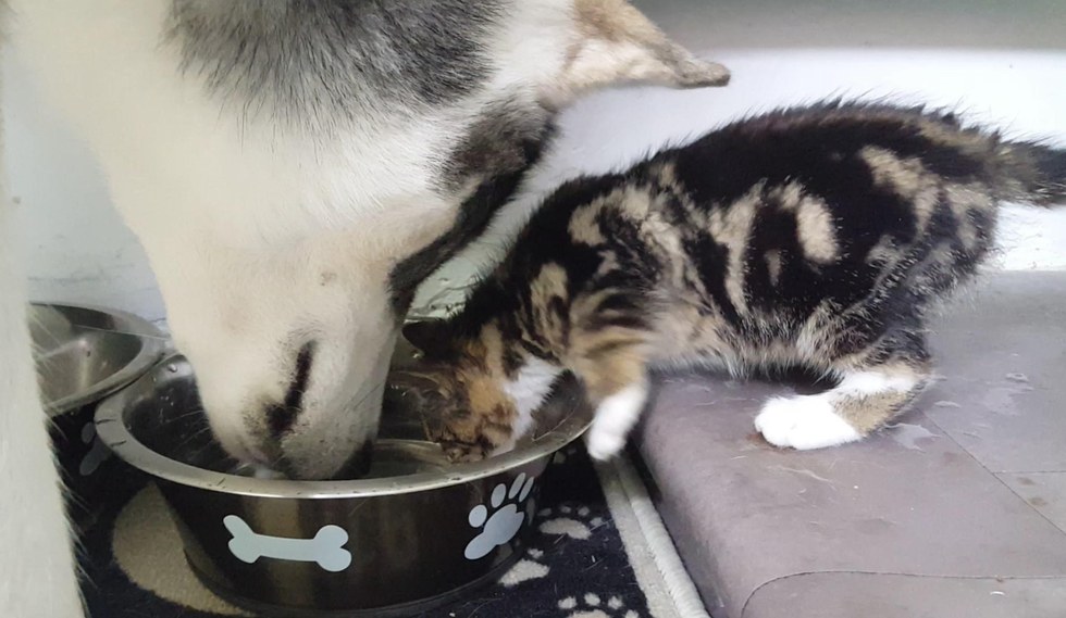 ご飯を一緒に食べる犬と子猫