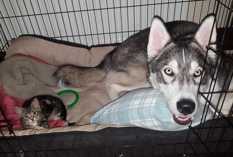 くつろぐ犬と子猫