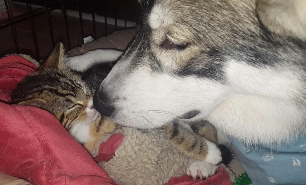 とっても仲良しな犬と子猫