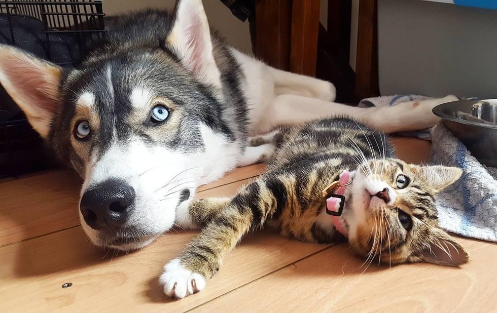 寝転がる犬と子猫