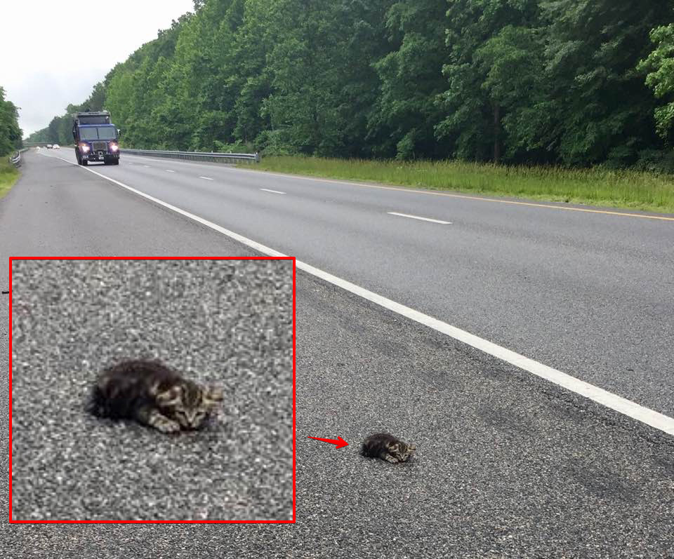 高速道路の子猫