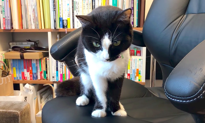 椅子を渡された猫