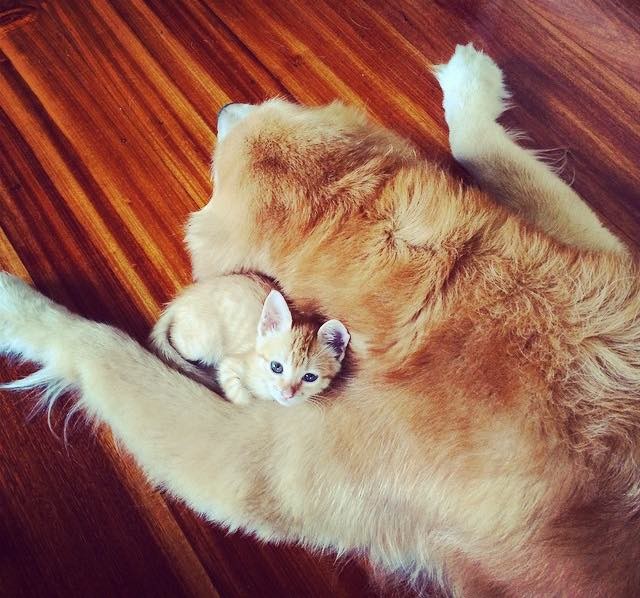 犬に抱きつく子猫