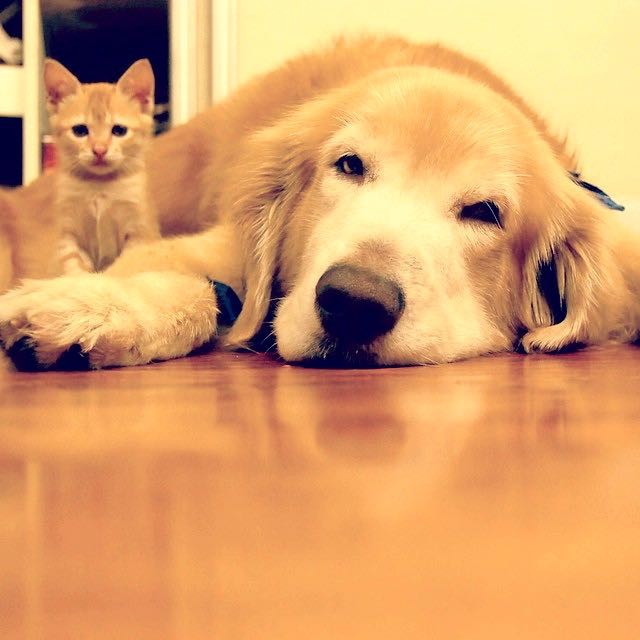 まったりする犬と子猫