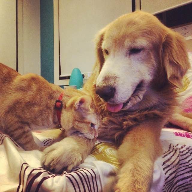 いつも一緒の犬と子猫