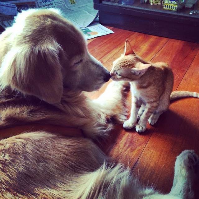 挨拶する犬と子猫