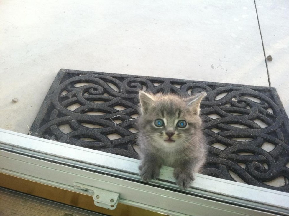 小さな子猫