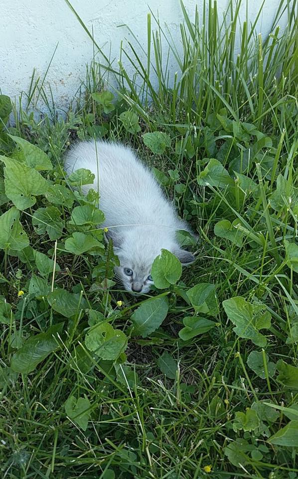 草の中の子猫