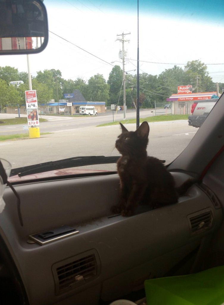 車の外を見る猫