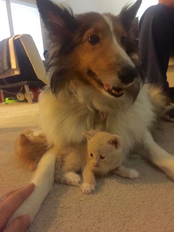 子猫が大好きな犬