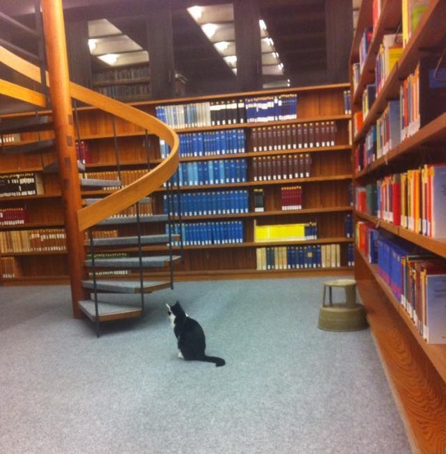 図書館猫