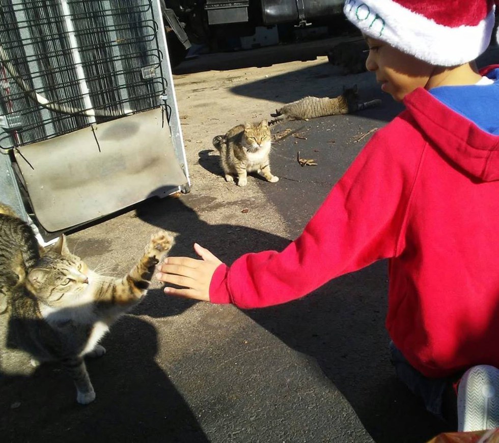 猫とハイタッチする少年