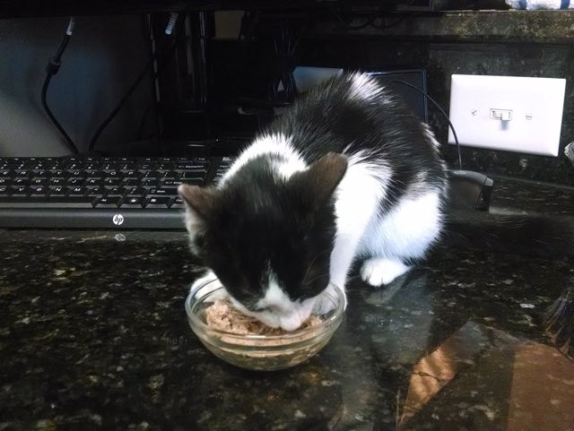 ご飯を食べる子猫