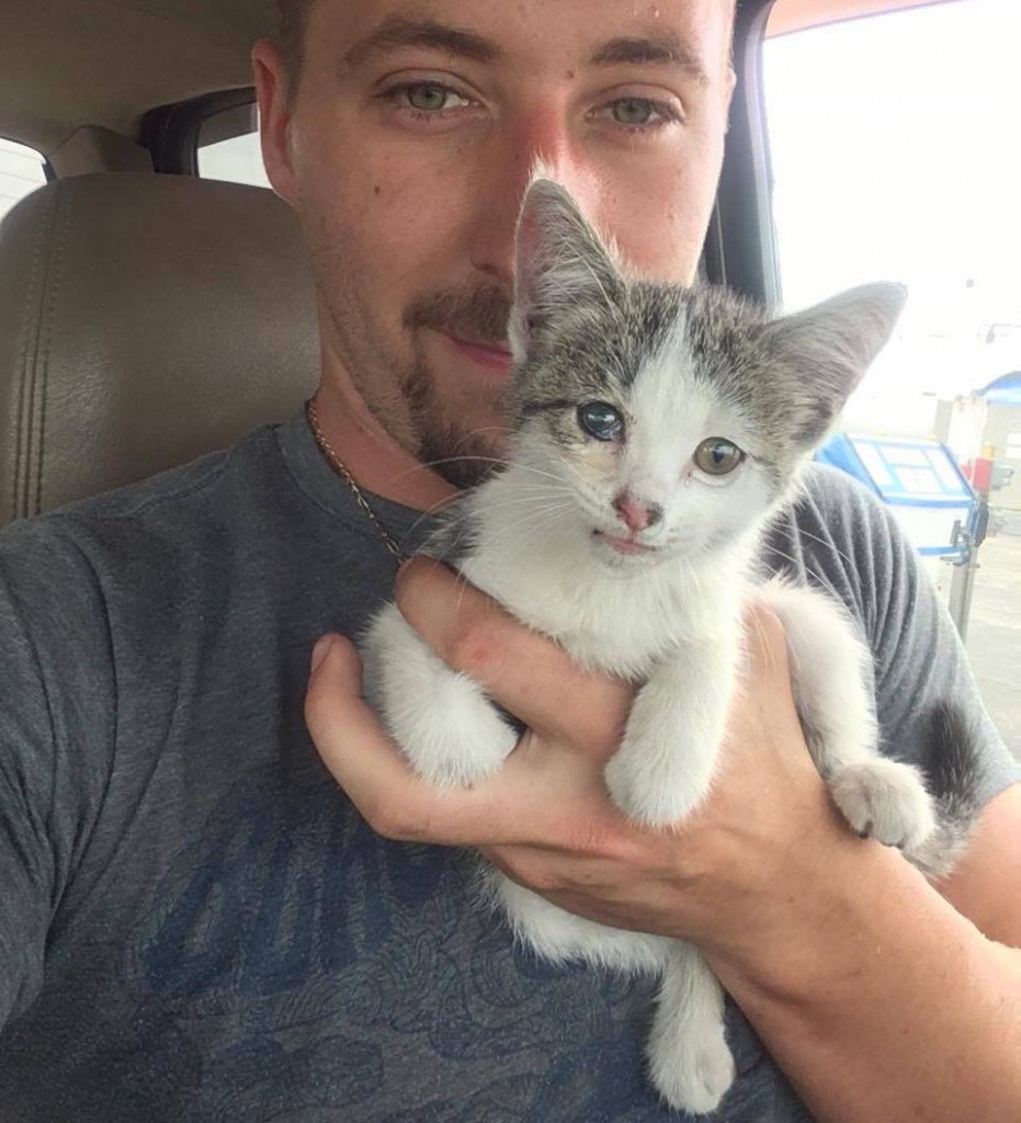 高速道路で保護された子猫