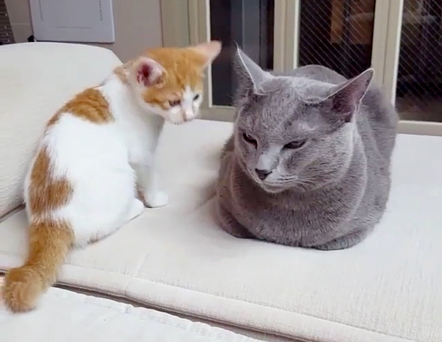 眠たい先輩猫と子猫