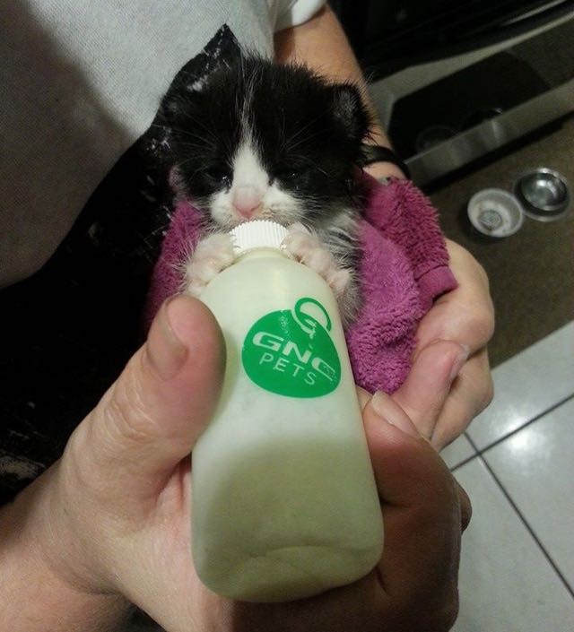 ミルクを飲む子猫