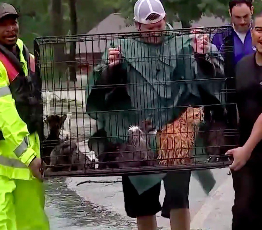 猫を保護する男性達