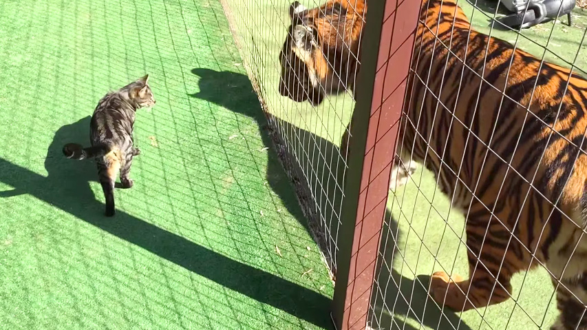 猫とトラ