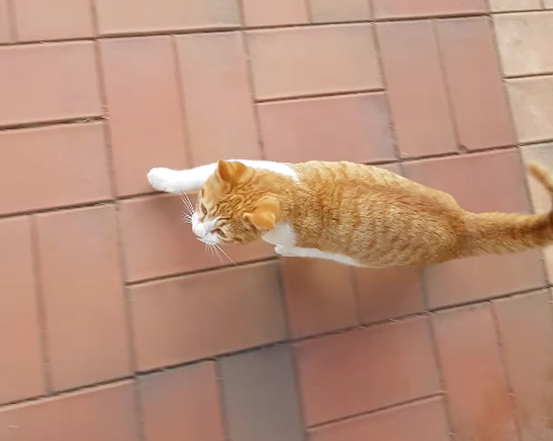 ついて来る猫