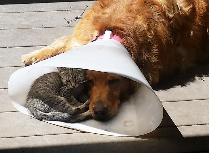 犬のエリザベスカラーと子猫